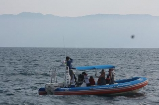 Visita guiada de avistamiento de cetaceos